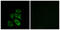 CAP-Gly Domain Containing Linker Protein 3 antibody, LS-C119802, Lifespan Biosciences, Immunofluorescence image 
