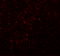 Coiled-Coil Domain Containing 141 antibody, 6399, ProSci, Immunofluorescence image 