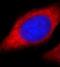 CD354 antibody, FNab08960, FineTest, Immunofluorescence image 