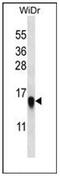 Ribosomal Protein L35 antibody, AP53717PU-N, Origene, Western Blot image 