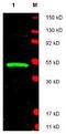 LIM Domain Binding 1 antibody, GTX23499, GeneTex, Western Blot image 