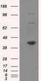 SIL1 Nucleotide Exchange Factor antibody, CF500996, Origene, Western Blot image 
