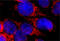 Ubiquinol-Cytochrome C Reductase Core Protein 1 antibody, 697601, BioLegend, Western Blot image 