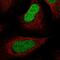 Core histone macro-H2A.2 antibody, HPA035865, Atlas Antibodies, Immunofluorescence image 