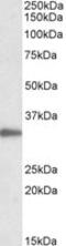 PCNA antibody, MBS422952, MyBioSource, Western Blot image 