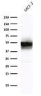 Keratin 18 antibody, GTX34641, GeneTex, Western Blot image 