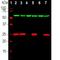 Ubiquitin C-Terminal Hydrolase L1 antibody, NB110-58874, Novus Biologicals, Western Blot image 