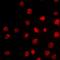 T-Box 15 antibody, orb214858, Biorbyt, Immunofluorescence image 