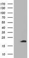 Acireductone Dioxygenase 1 antibody, TA501755, Origene, Western Blot image 