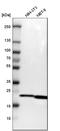 Selenoprotein S antibody, HPA010025, Atlas Antibodies, Western Blot image 