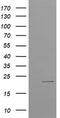 Uncharacterized protein C4orf42 antibody, TA503514BM, Origene, Western Blot image 