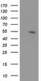 Amyloid Beta Precursor Protein Binding Family B Member 3 antibody, LS-C173400, Lifespan Biosciences, Western Blot image 