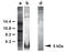 Epidermal Growth Factor antibody, AP02293SU-S, Origene, Western Blot image 