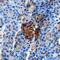 Zinc transporter 8 antibody, MAB7936, R&D Systems, Immunohistochemistry paraffin image 