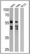 Cytokeratin Pan  antibody, MA5-13203, Invitrogen Antibodies, Western Blot image 