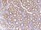 Rab GTPase-activating protein 1-like antibody, 207102-T08, Sino Biological, Immunohistochemistry paraffin image 