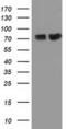 Pseudouridine Synthase 7 antibody, MA5-25265, Invitrogen Antibodies, Western Blot image 