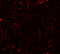 Cyclin-T antibody, 7223, ProSci, Immunofluorescence image 