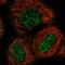 Zinc Finger Protein 76 antibody, HPA030091, Atlas Antibodies, Immunocytochemistry image 