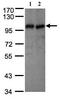 Vav Guanine Nucleotide Exchange Factor 1 antibody, ab97574, Abcam, Western Blot image 