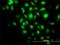BCL2 Associated Athanogene 1 antibody, H00000573-M02, Novus Biologicals, Immunocytochemistry image 