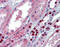 Multiple PDZ Domain Crumbs Cell Polarity Complex Component antibody, ARP42895_P050, Aviva Systems Biology, Immunohistochemistry frozen image 
