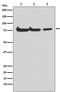 Autophagy Related 7 antibody, M00346-1, Boster Biological Technology, Western Blot image 