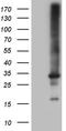 RAB23, Member RAS Oncogene Family antibody, TA809395, Origene, Western Blot image 