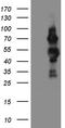 Cell Division Cycle 25B antibody, TA812352S, Origene, Western Blot image 