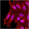Potassium Channel Tetramerization Domain Containing 15 antibody, GTX50002, GeneTex, Immunofluorescence image 