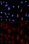 Phospholipase C Beta 1 antibody, GTX54594, GeneTex, Immunofluorescence image 