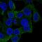 Coronin 1A antibody, HPA051132, Atlas Antibodies, Immunocytochemistry image 