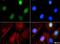 Euchromatic Histone Lysine Methyltransferase 1 antibody, NBP1-77400, Novus Biologicals, Immunofluorescence image 
