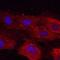 Plexin A2 antibody, MAB5486, R&D Systems, Immunofluorescence image 