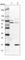 S1 RNA Binding Domain 1 antibody, HPA030567, Atlas Antibodies, Western Blot image 