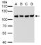 Chromosome Segregation 1 Like antibody, GTX630395, GeneTex, Western Blot image 