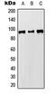 DNA replication licensing factor MCM8 antibody, orb215592, Biorbyt, Western Blot image 