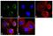 Follicle Stimulating Hormone Subunit Beta antibody, MA5-14695, Invitrogen Antibodies, Immunofluorescence image 