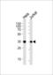 FSHD Region Gene 1 antibody, 58-640, ProSci, Western Blot image 