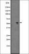 A-Kinase Anchoring Protein 9 antibody, orb337660, Biorbyt, Western Blot image 