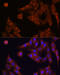 Cytidine Deaminase antibody, 15-295, ProSci, Immunohistochemistry frozen image 