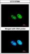 Squamous cell carcinoma antigen recognized by T-cells 3 antibody, GTX107684, GeneTex, Immunofluorescence image 