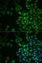 DNA Polymerase Gamma 2, Accessory Subunit antibody, 22-412, ProSci, Immunofluorescence image 