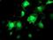 Akt antibody, NBP2-01724, Novus Biologicals, Immunofluorescence image 