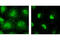 STAT3 antibody, 9139T, Cell Signaling Technology, Immunocytochemistry image 
