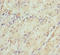 Synaptosomal-associated protein 29 antibody, orb40952, Biorbyt, Immunohistochemistry paraffin image 
