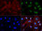 PBX Homeobox 1 antibody, LS-C796763, Lifespan Biosciences, Immunofluorescence image 