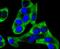 Y-Box Binding Protein 1 antibody, NBP2-67491, Novus Biologicals, Immunofluorescence image 