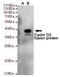 CCND2 antibody, TA346906, Origene, Western Blot image 