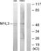 NFIL3 antibody, LS-C119081, Lifespan Biosciences, Western Blot image 